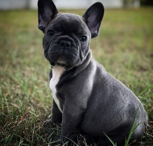 Beautiful litter of quality healthy french bulldog Image